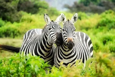 Glückliche Zebras