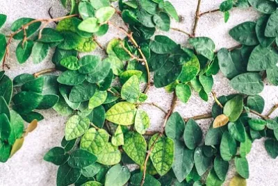 Zbliżenie zielonych liści roślin