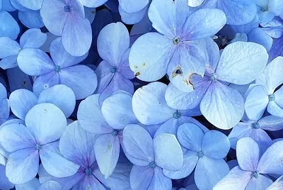 藍色花瓣花