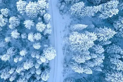 Luftbild von schneebedeckten Bäumen