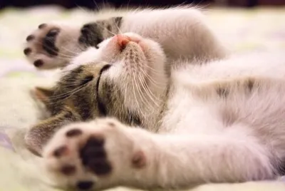 Kitten Taking a Nap jigsaw puzzle