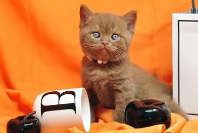 Este gatito es guau