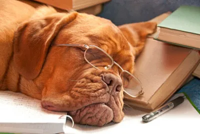 Sovande hund med glasögon