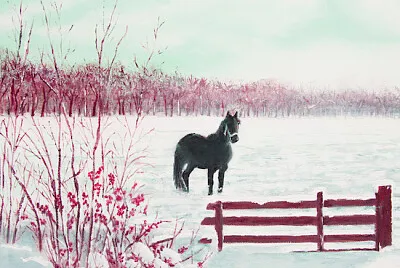 Cheval frison dans la neige