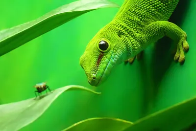 Lucertola Geco Verde