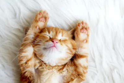 Hands Up Kitten