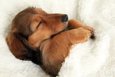 Dachshund durmiente
