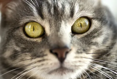 Снимка на лице на котка