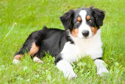 Ritratto di un simpatico cane all'aperto