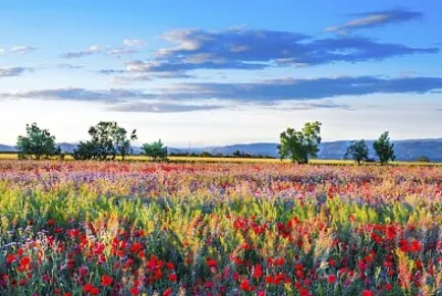 Campo di papaveri rossi