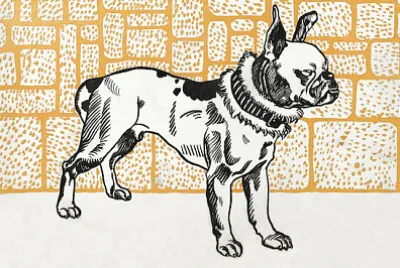 Питбул териер (1912)