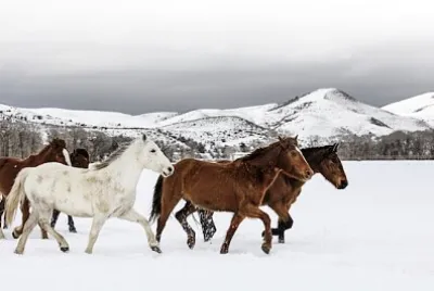 Un branco misto di cavalli selvaggi e domestici