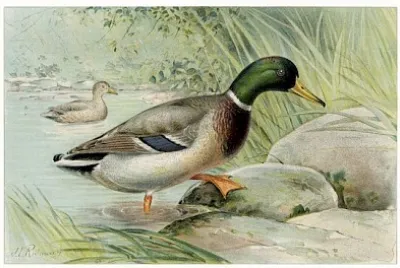 野鴨 (Anas Boschas) 雄性插圖