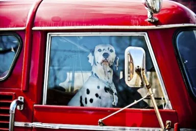 Dalmatien assis dans une voiture rouge.