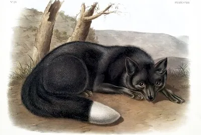 Raposa preta ou prateada americana