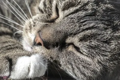 Katt som sover