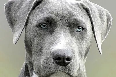 Piękny Pies Wyżeł weimarski