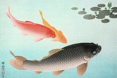 Karp pospolity i złoty