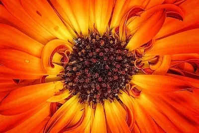 Flor de Fogo (por William Hulbert)