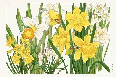 水仙の木版画