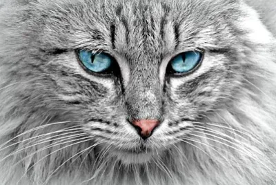 Primo piano del gatto di Maine Coon