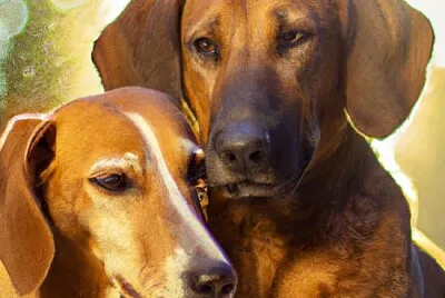 Portrait de 2 chiens