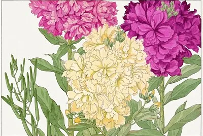 Gravure sur bois fleur Stock peinture