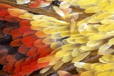 Fotografia Makro Skrzydła Motyla