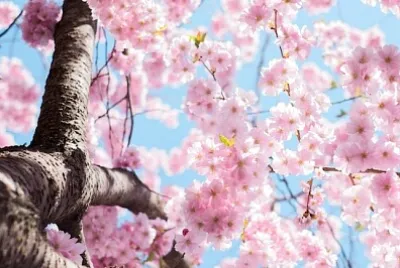 Un cerisier en fleurs à Kungsträdgården