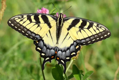 蝶のクローズ アップ