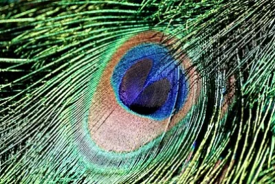 Motivo piuma di pavone