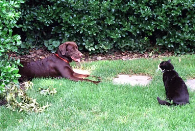 Socks the Cat e Buddy the Dog