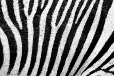 Motif zèbre