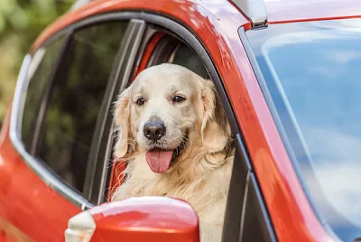 Golden retriever prowadzący samochód