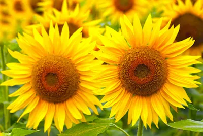 Tournesols