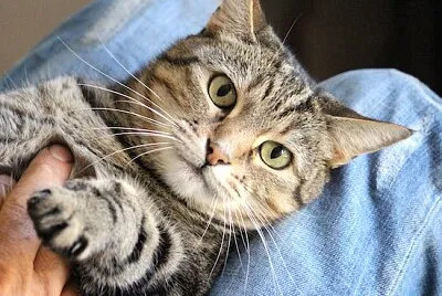 Cute Happy Cat jigsaw puzzle