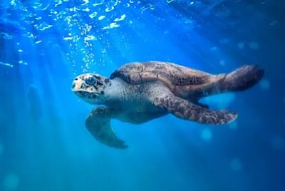 Tartaruga di mare