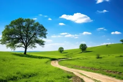 Grama, céu e uma árvore