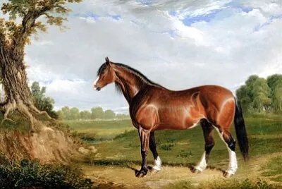 Um garanhão Clydesdale (1820)