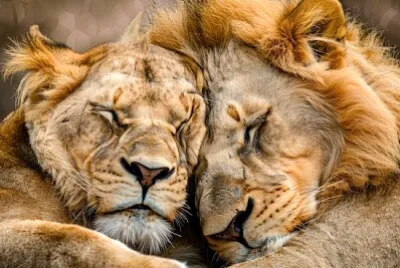 Leones acurrucados