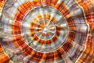 スコッチボネットシェル