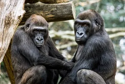 Gorilla di pianura (2009)