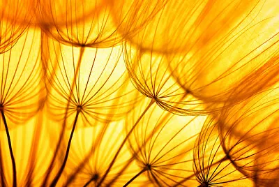 Dente-de-leão laranja