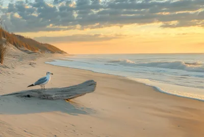 פאזל של בוקר רגוע בחוף הים