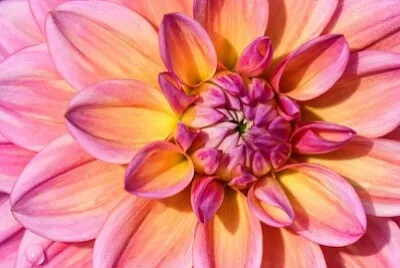 Journée du Dahlia