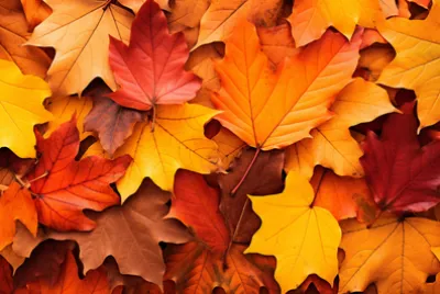 Chrupiące jesienne liście