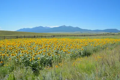 Sonnenbeschienenes Sonnenblumenfeld