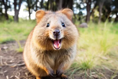 Quokka's Joyful Day jigsaw puzzle