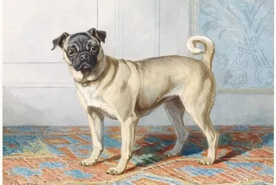 Portrait of Edwin Vom Rath’s Pug jigsaw puzzle