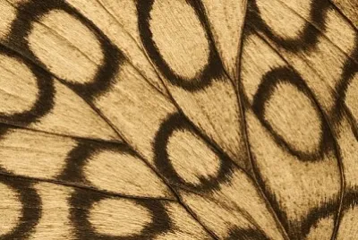 Motif d'aile de papillon